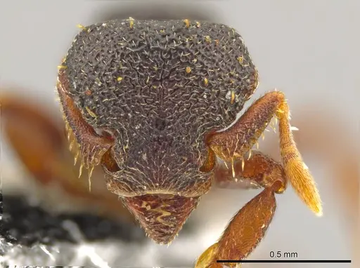 Octostruma triquetrilabrum specimen JTLC000004551 image jtlc000004551_2