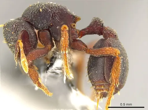Octostruma triquetrilabrum specimen JTLC000004551 image jtlc000004551_3
