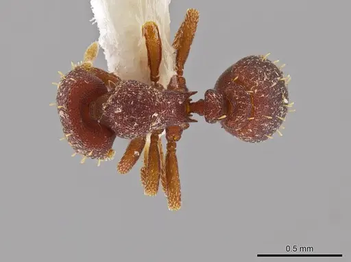 Octostruma trithrix specimen CASENT0639179 image casent0639179_1