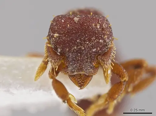 Octostruma trithrix specimen CASENT0639179 image casent0639179_2