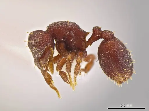 Octostruma trithrix specimen CASENT0639179 image casent0639179_3