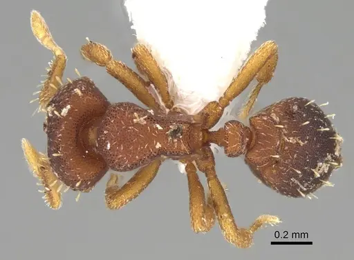 Octostruma trithrix specimen CASENT0914917 image casent0914917_1
