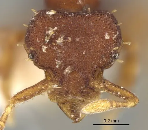 Octostruma trithrix specimen CASENT0914917 image casent0914917_2