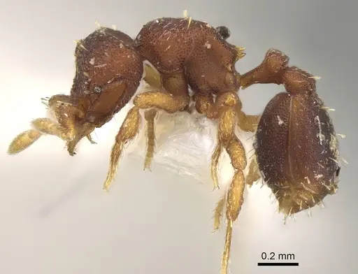 Octostruma trithrix specimen CASENT0914917 image casent0914917_3