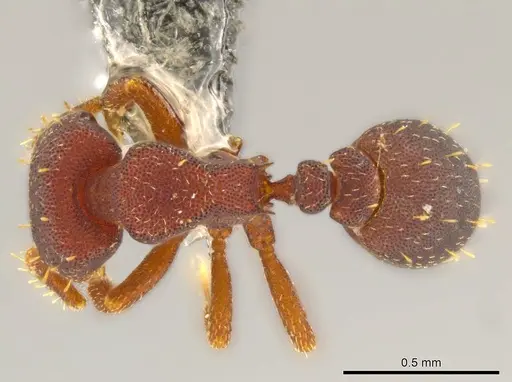 Octostruma trithrix specimen JTLC000010103 image jtlc000010103_1