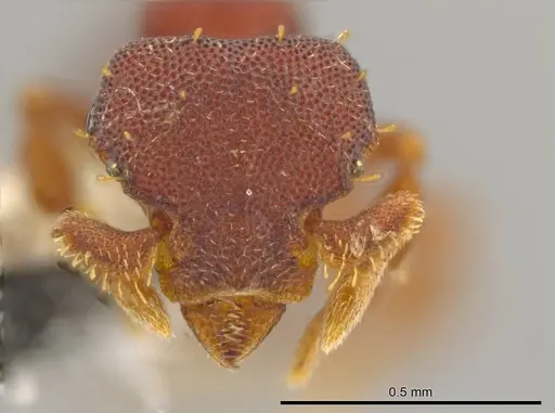 Octostruma trithrix specimen JTLC000010103 image jtlc000010103_2
