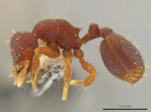 Octostruma trithrix specimen JTLC000010103 image jtlc000010103_3