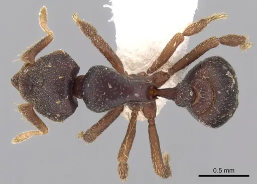 Octostruma wheeleri specimen CASENT0280764 image casent0280764_1