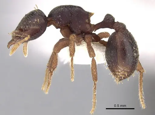 Octostruma wheeleri specimen CASENT0280764 image casent0280764_3