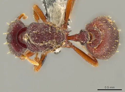 Octostruma wheeleri specimen CASENT0627351 image casent0627351_1
