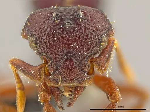 Octostruma wheeleri specimen CASENT0627351 image casent0627351_2