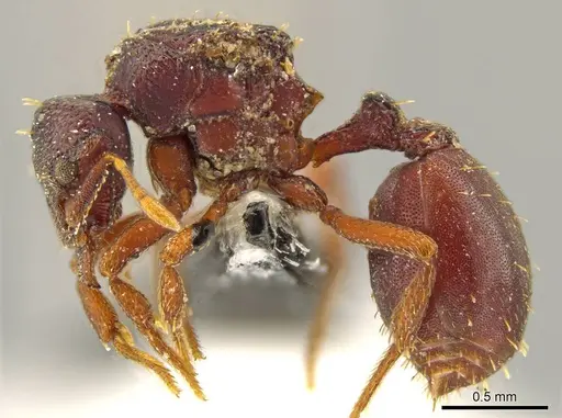 Octostruma wheeleri specimen CASENT0627351 image casent0627351_3