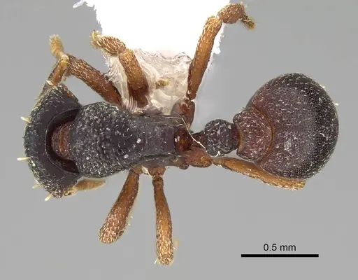 Octostruma wheeleri specimen CASENT0914918 image casent0914918_1