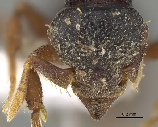 Octostruma wheeleri specimen CASENT0914918 image casent0914918_2