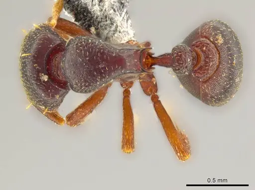 Octostruma wheeleri specimen JTLC000010028 image jtlc000010028_1