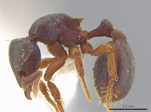 Octostruma wheeleri specimen JTLC000010028 image jtlc000010028_3