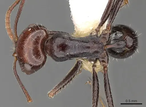 Ocymyrmex afradu specimen CASENT0900399 image casent0900399_1