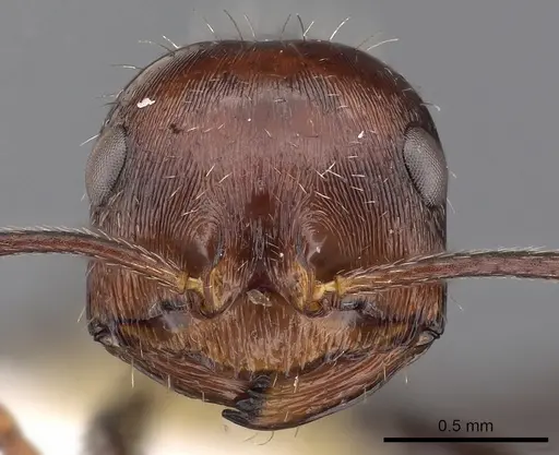Ocymyrmex afradu specimen CASENT0900399 image casent0900399_2