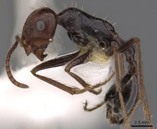 Ocymyrmex afradu specimen CASENT0900399 image casent0900399_3
