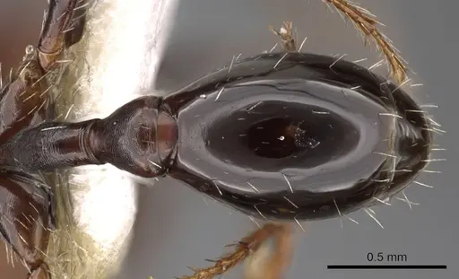 Ocymyrmex afradu specimen CASENT0900399 image casent0900399_4