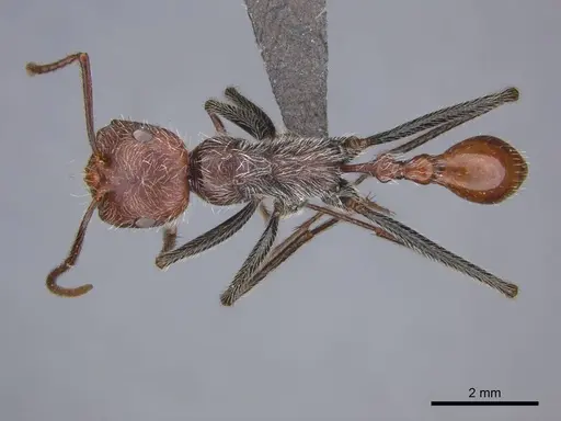 Ocymyrmex alacer specimen CASENT0250833 image casent0250833_1