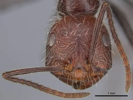 Ocymyrmex alacer specimen CASENT0250833 image casent0250833_2