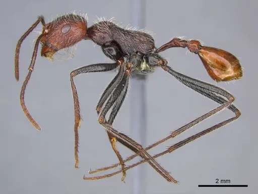 Ocymyrmex alacer specimen CASENT0250833 image casent0250833_3