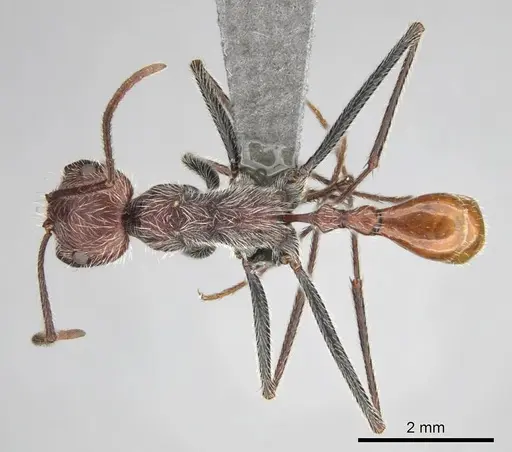 Ocymyrmex alacer specimen CASENT0813952 image casent0813952_1