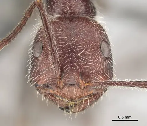 Ocymyrmex alacer specimen CASENT0813952 image casent0813952_2