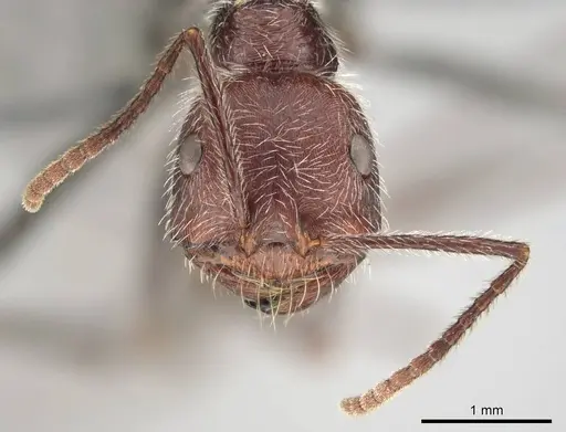 Ocymyrmex alacer specimen CASENT0813952 image casent0813952_3