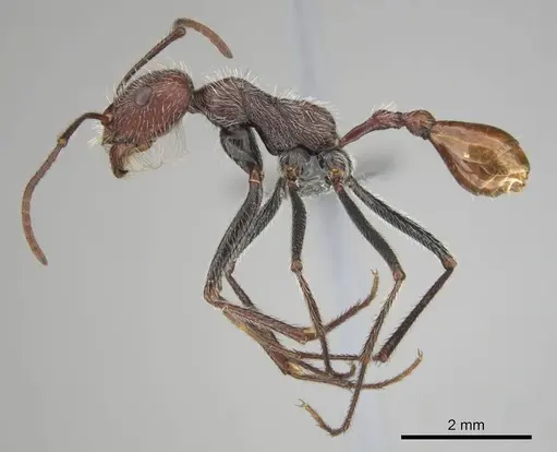 Ocymyrmex alacer specimen CASENT0813952 image casent0813952_4