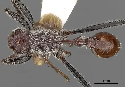 Ocymyrmex alacer specimen CASENT0900398 image casent0900398_1