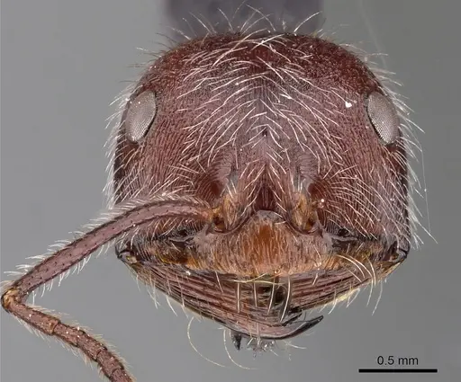 Ocymyrmex alacer specimen CASENT0900398 image casent0900398_2
