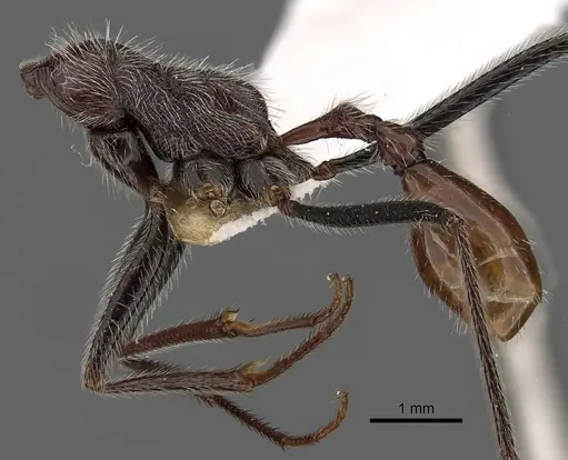 Ocymyrmex alacer specimen CASENT0900398 image casent0900398_3