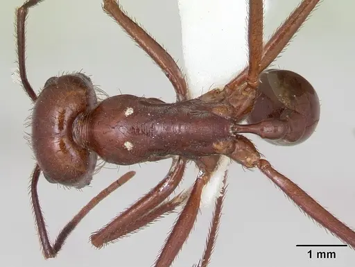 Ocymyrmex ankhu specimen CASENT0173610 image casent0173610_1