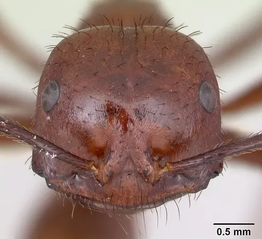 Ocymyrmex ankhu specimen CASENT0173610 image casent0173610_2