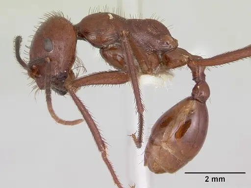 Ocymyrmex ankhu specimen CASENT0173610 image casent0173610_3