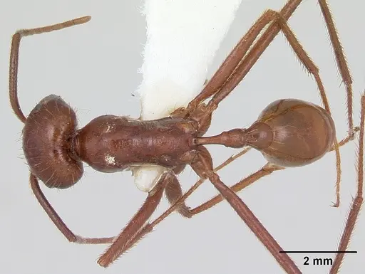 Ocymyrmex ankhu specimen CASENT0173611 image casent0173611_1