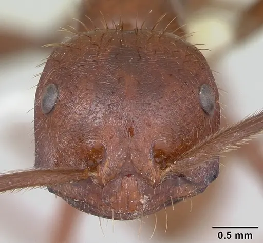 Ocymyrmex ankhu specimen CASENT0173611 image casent0173611_2