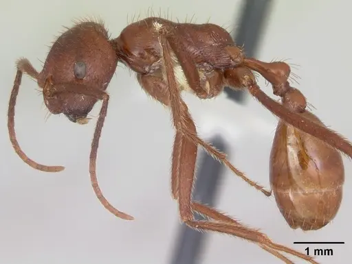 Ocymyrmex ankhu specimen CASENT0173611 image casent0173611_3
