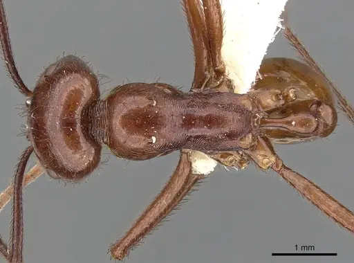 Ocymyrmex ankhu specimen CASENT0900395 image casent0900395_1