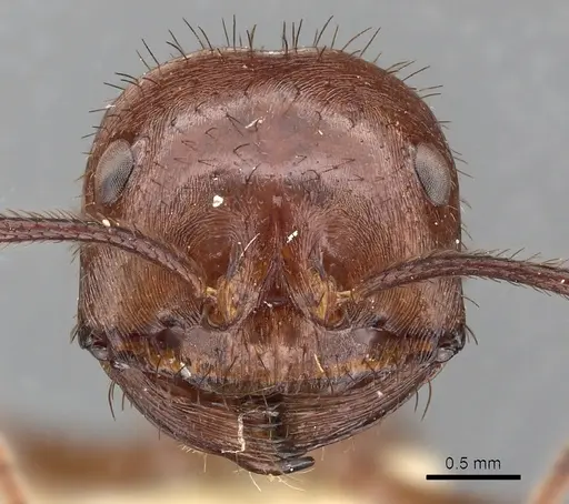 Ocymyrmex ankhu specimen CASENT0900395 image casent0900395_2