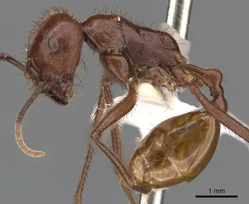 Ocymyrmex ankhu specimen CASENT0900395 image casent0900395_3