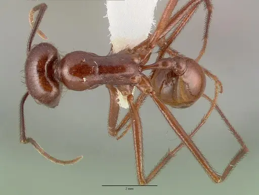 Ocymyrmex ankhu specimen CASTYPE13684 image castype13684_1
