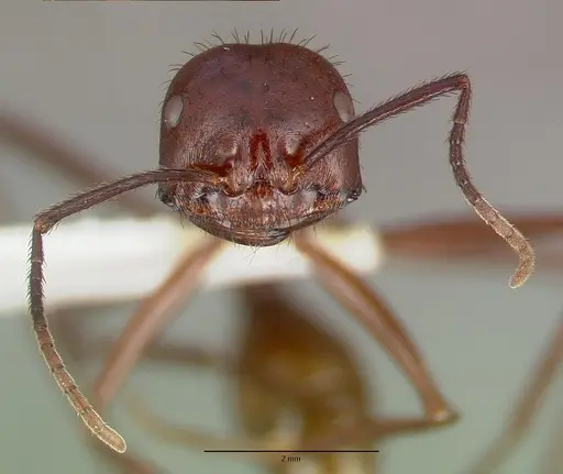 Ocymyrmex ankhu specimen CASTYPE13684 image castype13684_2