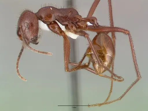 Ocymyrmex ankhu specimen CASTYPE13684 image castype13684_3