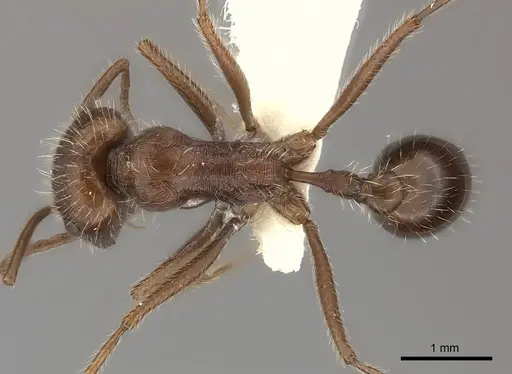 Ocymyrmex barbiger specimen CASENT0217895 image casent0217895_1