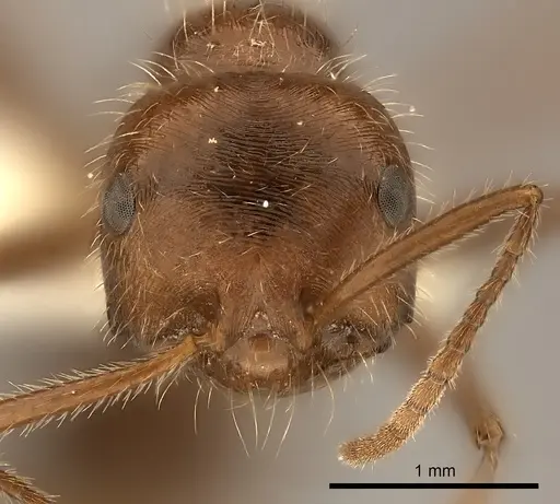 Ocymyrmex barbiger specimen CASENT0217895 image casent0217895_2