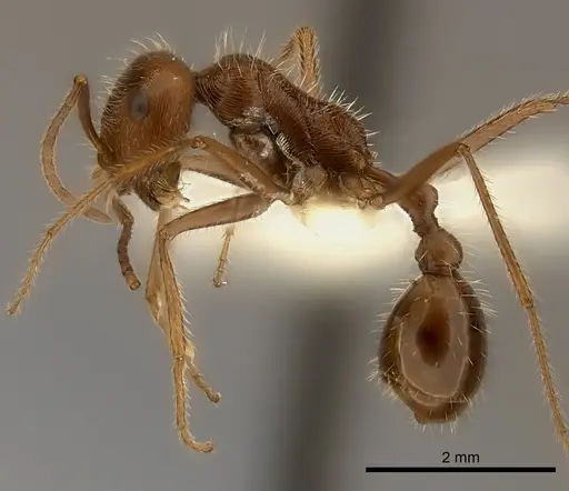 Ocymyrmex barbiger specimen CASENT0217895 image casent0217895_3