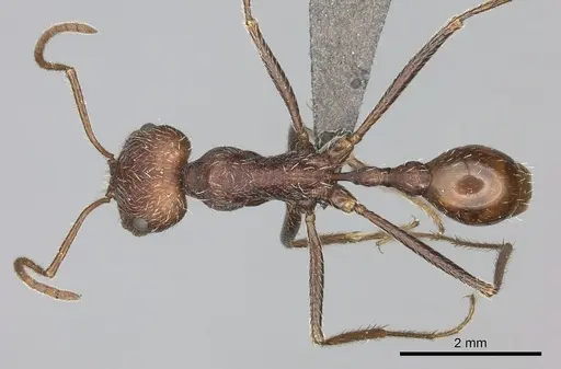 Ocymyrmex barbiger specimen CASENT0235946 image casent0235946_1